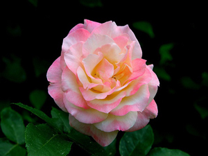 Ümmetim içindeki fenayı konuşmadıkça hesaba çekilmez