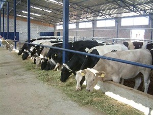 Büyükbaş ve küçükbaş hayvan sayısı arttı