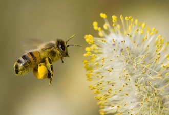 Dünya arı ve kelebeğin hizmetine muhtaç