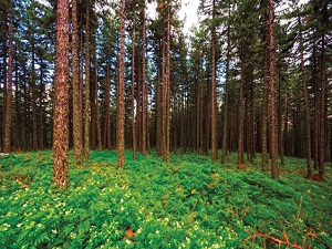 ‘Hatıra olsun’ diye 20 milyon ağaç dikildi