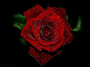 Nimetleriyle sizi beslediği için Allah'ı sevin