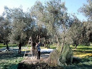 Zeytin üreticilerine budama kursu verildi