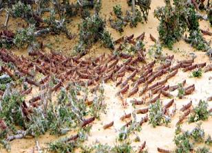 Çekirgeler, İsrail'i çok korkuttu!