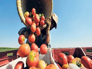 Bu yıl çiftçiye destek 'yağacak'!