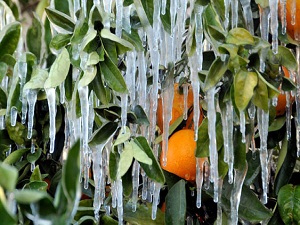 Meteorolojiden zirai don uyarısı