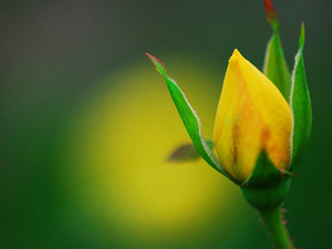 Memurluk emanettir, hakkını veremeyen...