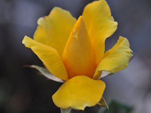 En hayırlınız ailesine hayırlı olandır