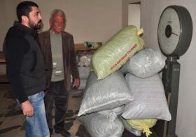 Datça’da Çağla Badem Zamanı