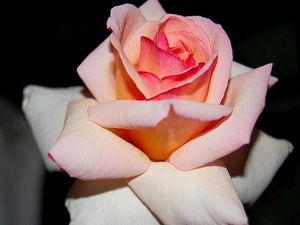 Allah çirkin söz ve davranış sahiplerine buğzeder