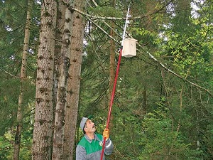 Bakanlık, ormanları ‘böcek ordusu’yla koruyacak