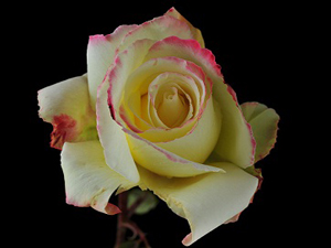 Allah huzurunda insanların hatipleri ben olacağım