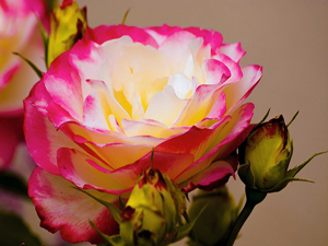 Büyüklük ve azamette benimle iddialaşmaya kalkanı...