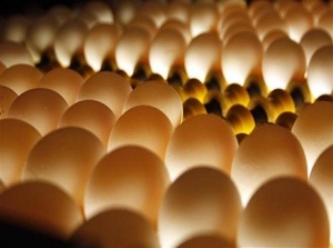 Kolesterol bombası yiyecekler