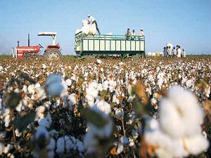 ‘Fiyatlar artacak, pamuktan vazgeçmeyin’