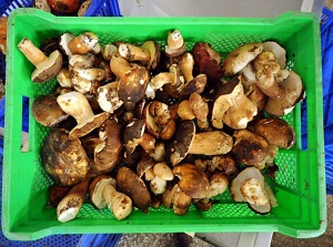 Mantar günlük tüketilmeli