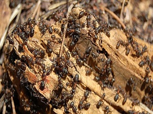 Karıncalar da konuşabiliyor