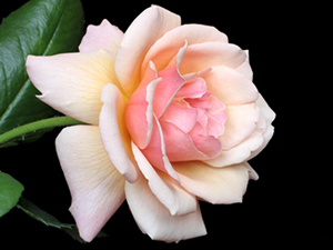 Allah'ın, kulağını halkın hayırlı övgüleriyle doldurduğu kişi