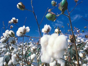 Yılın ilk pamuğu 3.5 liraya satıldı