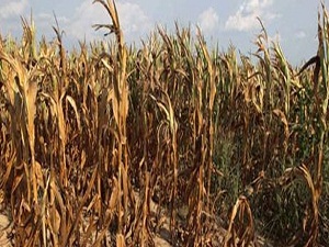 Yeni Zelanda kuraklık ile karşı karşıya