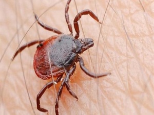 Kene, virüsü vücudunda taşıyor; çıplak elle dokunulmamalı