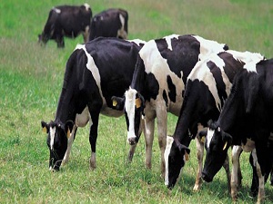 TZOB: Sığır sayısında Konya, koyunda Van, keçide Mersin birinci