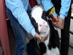 Küpe yerine çip takılacak