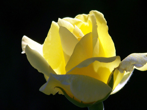 Onlar sizin dua ve teşekkürlerinizden sevabı alacaklar