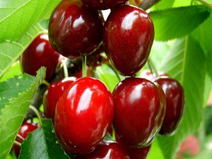 Kiraz ihracatını yağmur vurdu