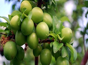 Eriğin kilosu 5 liraya düştü