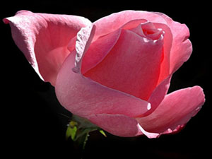 Allah ne hastalık indirmişse devasını da indirmiştir