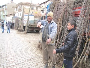 Fidan Satıcıları Dertli