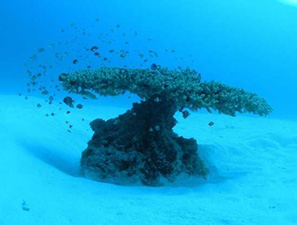Bilim şaşırdı: Okyanusun dibinde bile yaşam var