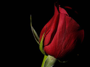 Allah'tan günde yüz sefer affımı dilerim