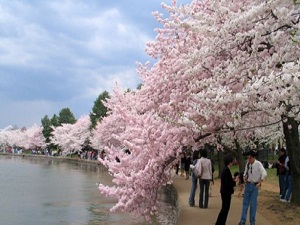 Fukuşima'ya 20 bin kiraz ağacı dikilecek,