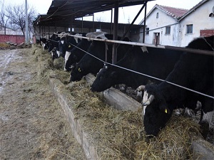 Hayvancılığa 2,5 milyar lira destek