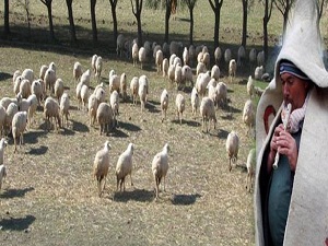 Üniversiteli çobanlar geliyor