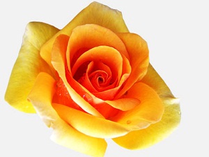 Yüzünün nûrunu artırmaya gücü yeten bunu yapsın