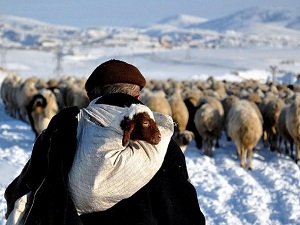 Diplomalı çobanlığa akademik destek