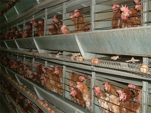 Yetiştiricilere kredi müjdesi