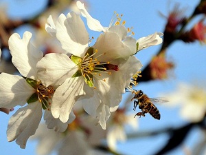 Bal arıları elektro sensörlerle yol belirliyor