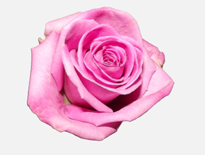 Mü'minin nuru abdest suyunun ulaştığı yere kadar varır