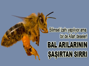 Bal arılarının şaşırtan sırrı