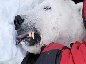 Rusya'da her yıl 200 ayı kaçak avcıların kurbanı