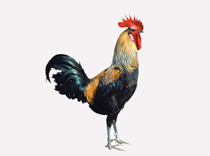 Horozlar tüm çalar saatlerden daha güvenilir