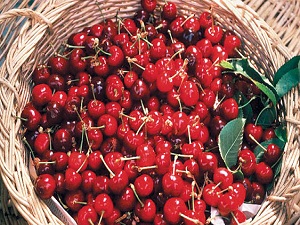 Kiraz'da 73 bin tonluk dolu zararı