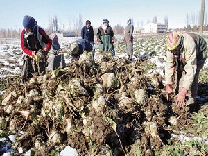 Pancar üreticisine ‘taksit’ uyarısı