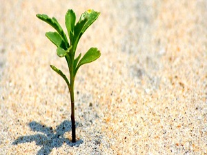 Ormancılık için yeni hedefler konuldu