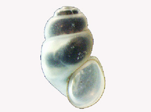 Kazdağları'nda yeni bir canlı türü keşfedildi