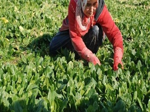 Ispanaktan elektrik ürettiler