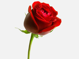 Kolaylaştırınız, müjdeleyiniz, nefret ettirmeyiniz